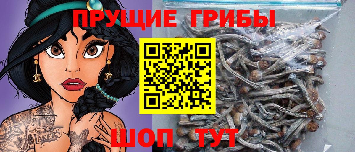 Псилоцибиновые грибы Psilocybine cubensis Симферополь